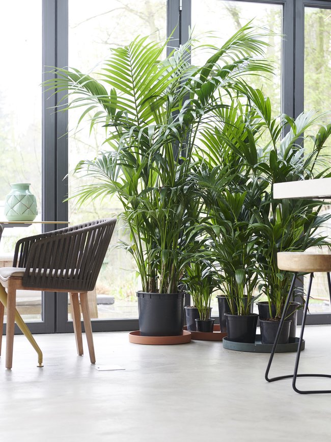 Bronmelding: Mooiwatplantendoen.nl