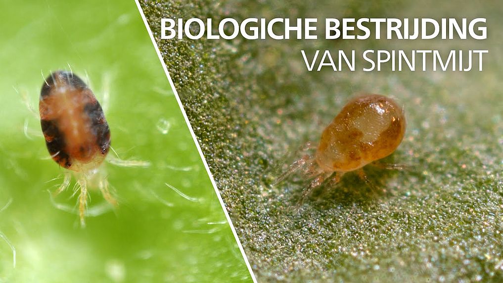 preview_afa097782c_Bestrijding_van_spint_-_Neoseiulus_californicus